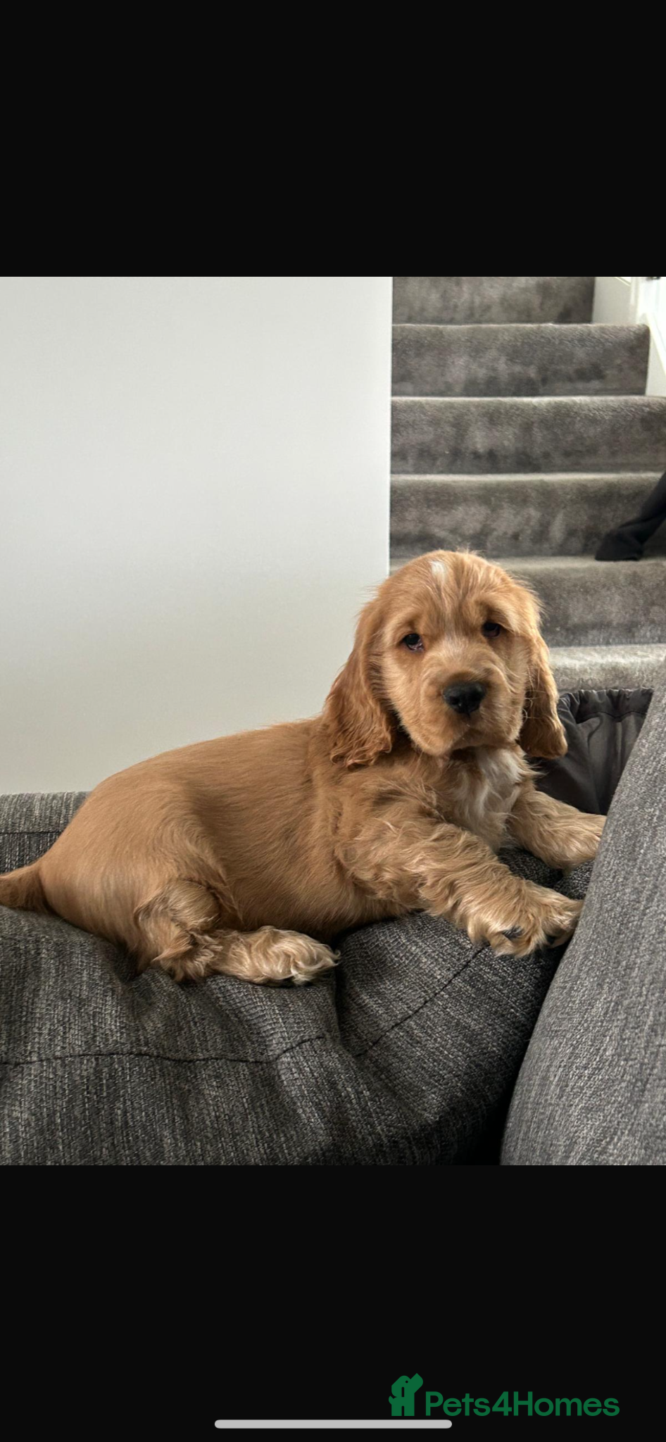 Cocker Spaniel dogs 1 stunning true to the type show cocker 🐶  - Advert 13