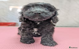 Cockapoo dogs for sale: Ready now, gorgeous health tested F1 cockapoos - Image 8
