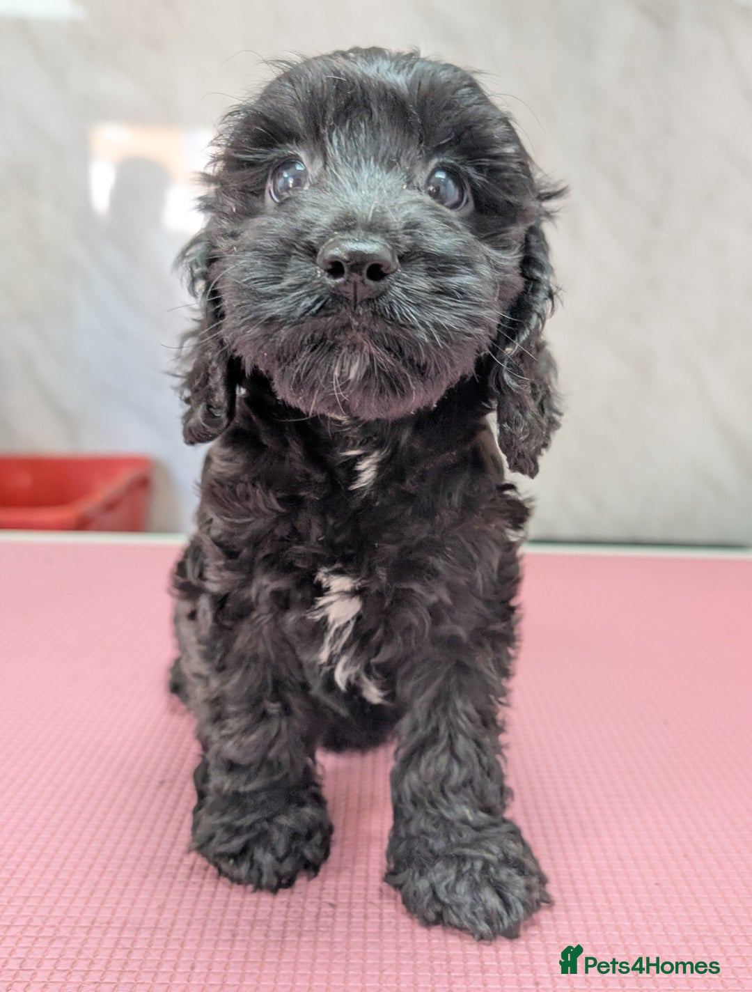 Cockapoo dogs for sale: Ready now, gorgeous health tested F1 cockapoos - Image 8
