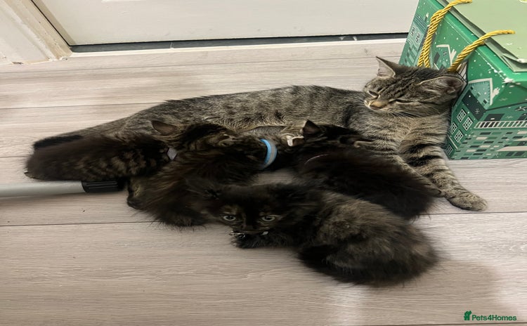 Domestic Shorthair cats - Advert 5