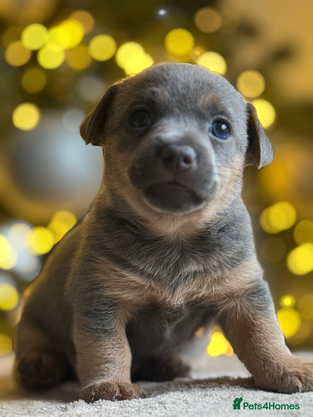 Jack Russell dogs for sale: ✨ Exceptional Miniature Jack Russell Puppies ✨ - Advert 9