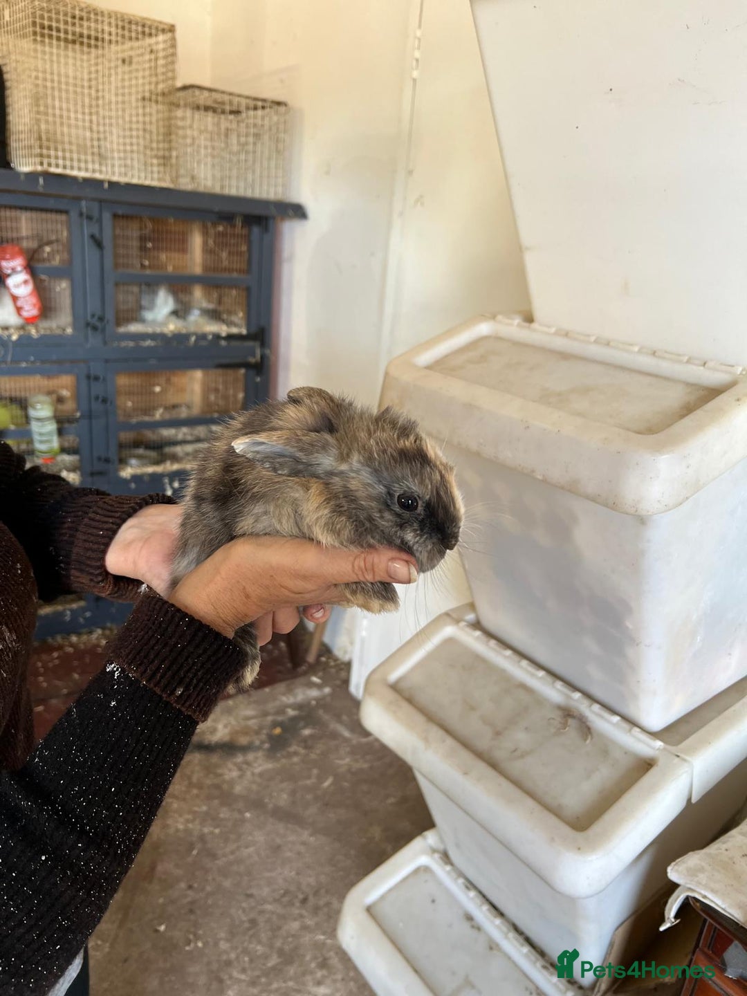 Mixed Breed rabbits for sale: Bunnies available - Image 3
