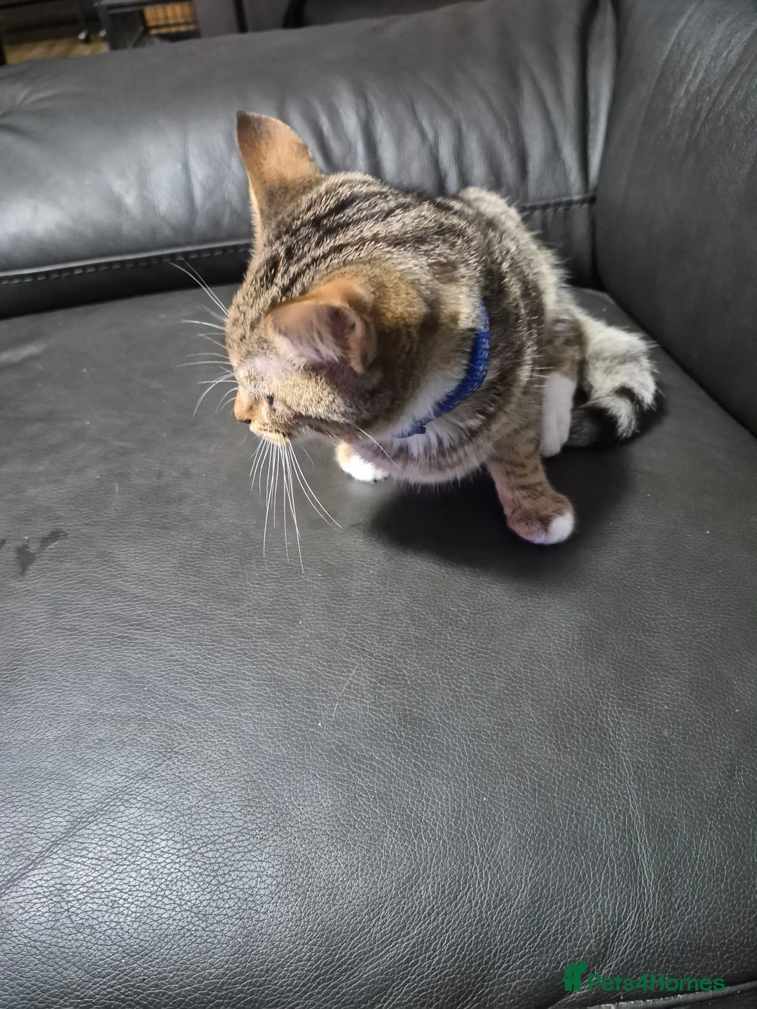Mixed Breed cats for sale: Mix bread kittens tabby x ragdoll  - Advert 2
