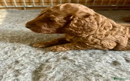 Cockapoo dogs for sale: Beautiful fox red cockapoo pups  - Image 7