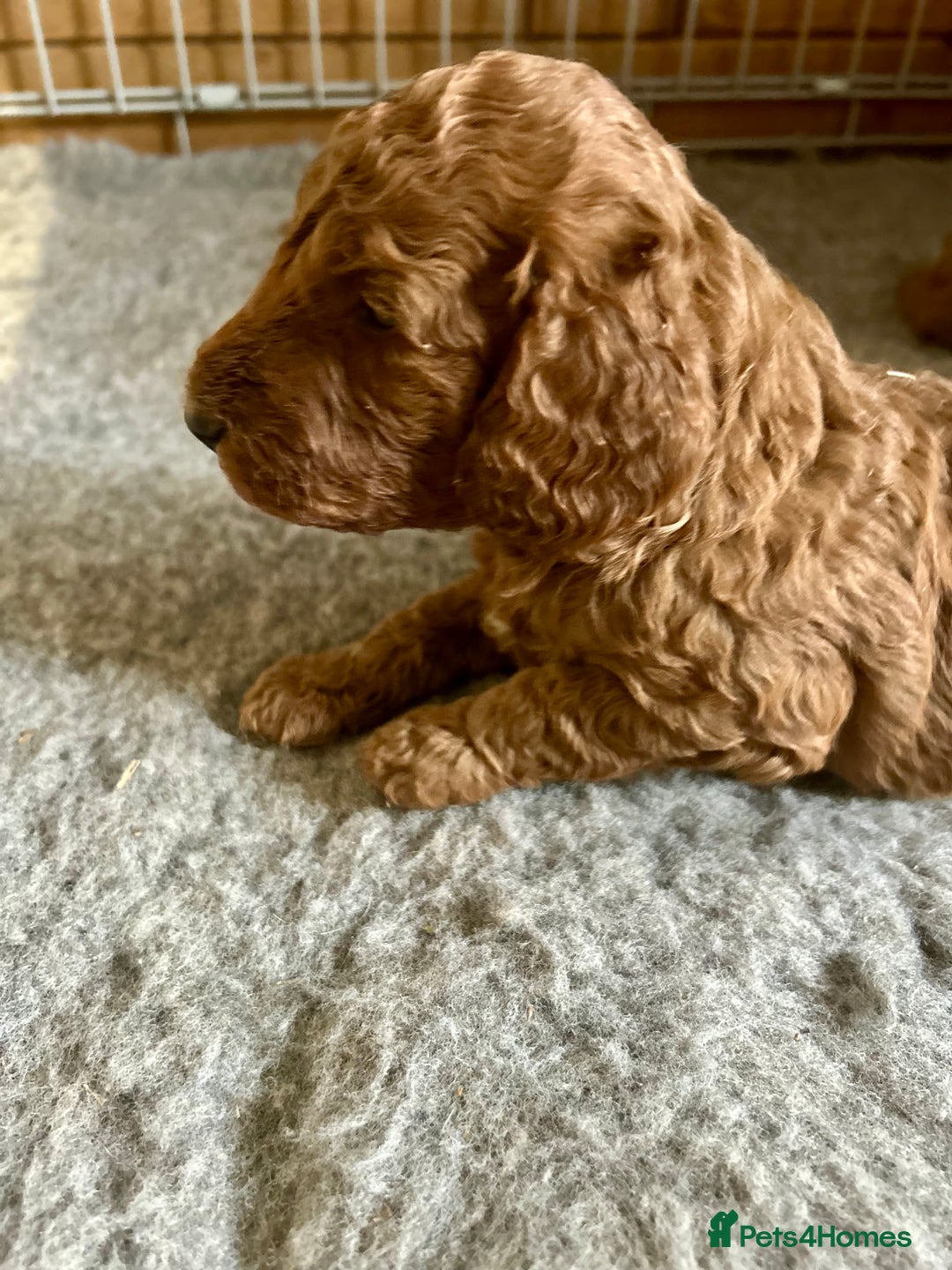 Cockapoo dogs for sale: Beautiful fox red cockapoo pups  - Image 7