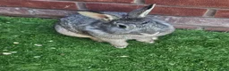 Lionhead rabbits for sale: 2 Lion heads - Advert 4