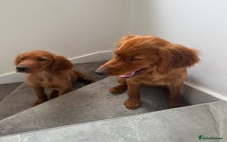Irish Setter dogs for sale: Irish Setter DOG Pup - KC reg £1050 in Huddersfield - Image 4