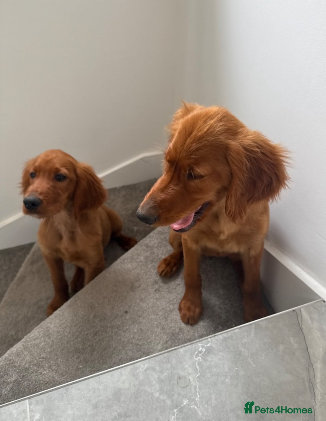 Irish Setter dogs for sale: Irish Setter DOG Pup - KC reg £1050 in Huddersfield - Image 4