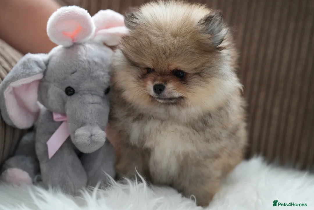 Pomeranian dogs for sale: Four small cute pups  - Advert 1