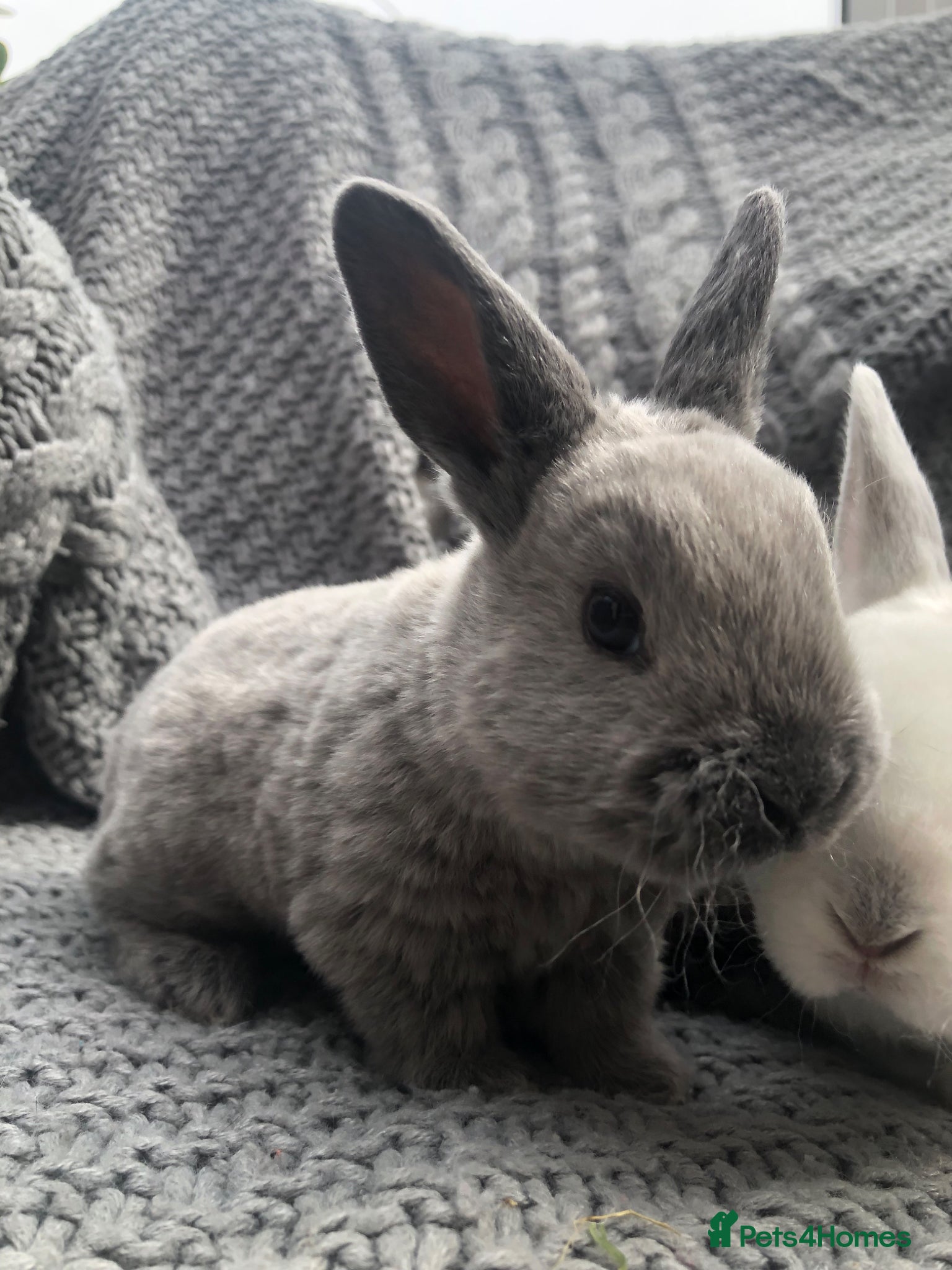 Rex rabbits Beautiful Purebreed Velvet Mini Rex rabbits - Advert 2