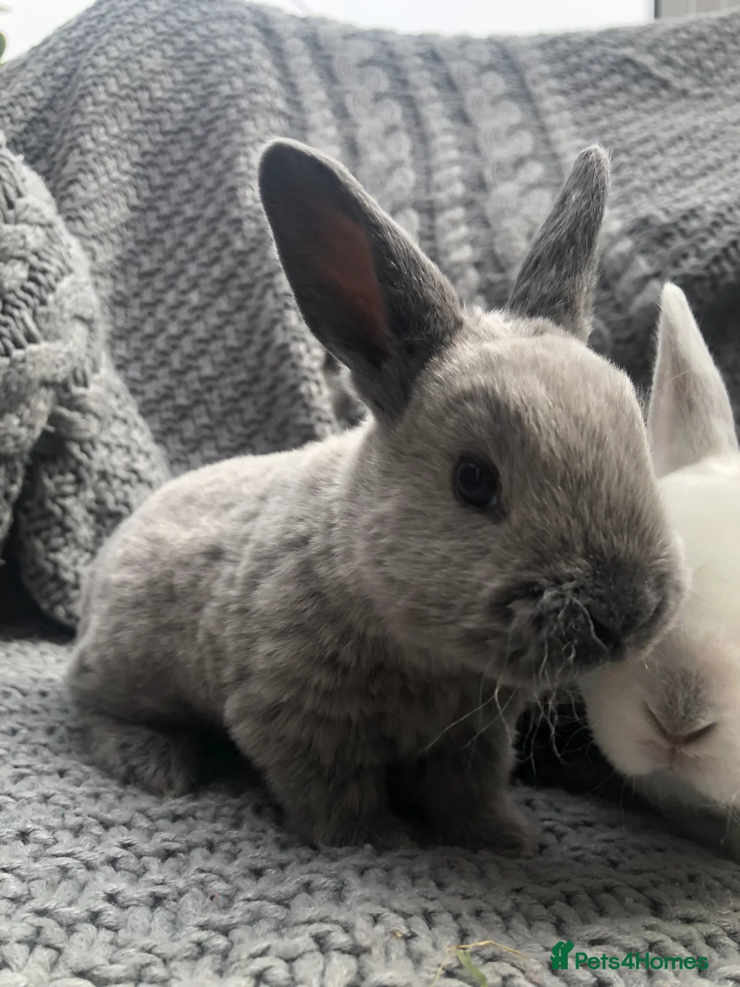 Rex rabbits for sale: Beautiful Purebreed Velvet Mini Rex rabbits - Advert 2