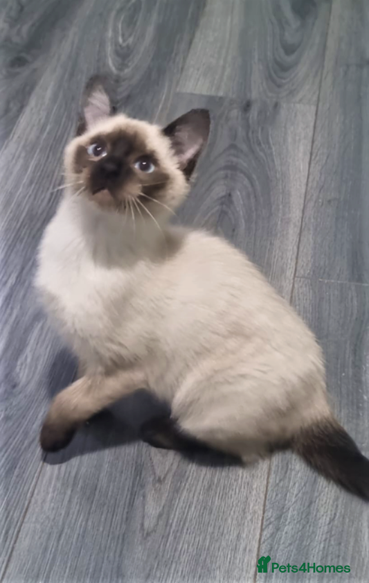 Siamese cats Applehead Siamese 1 Stunning Baby Avaialable  - Advert 6