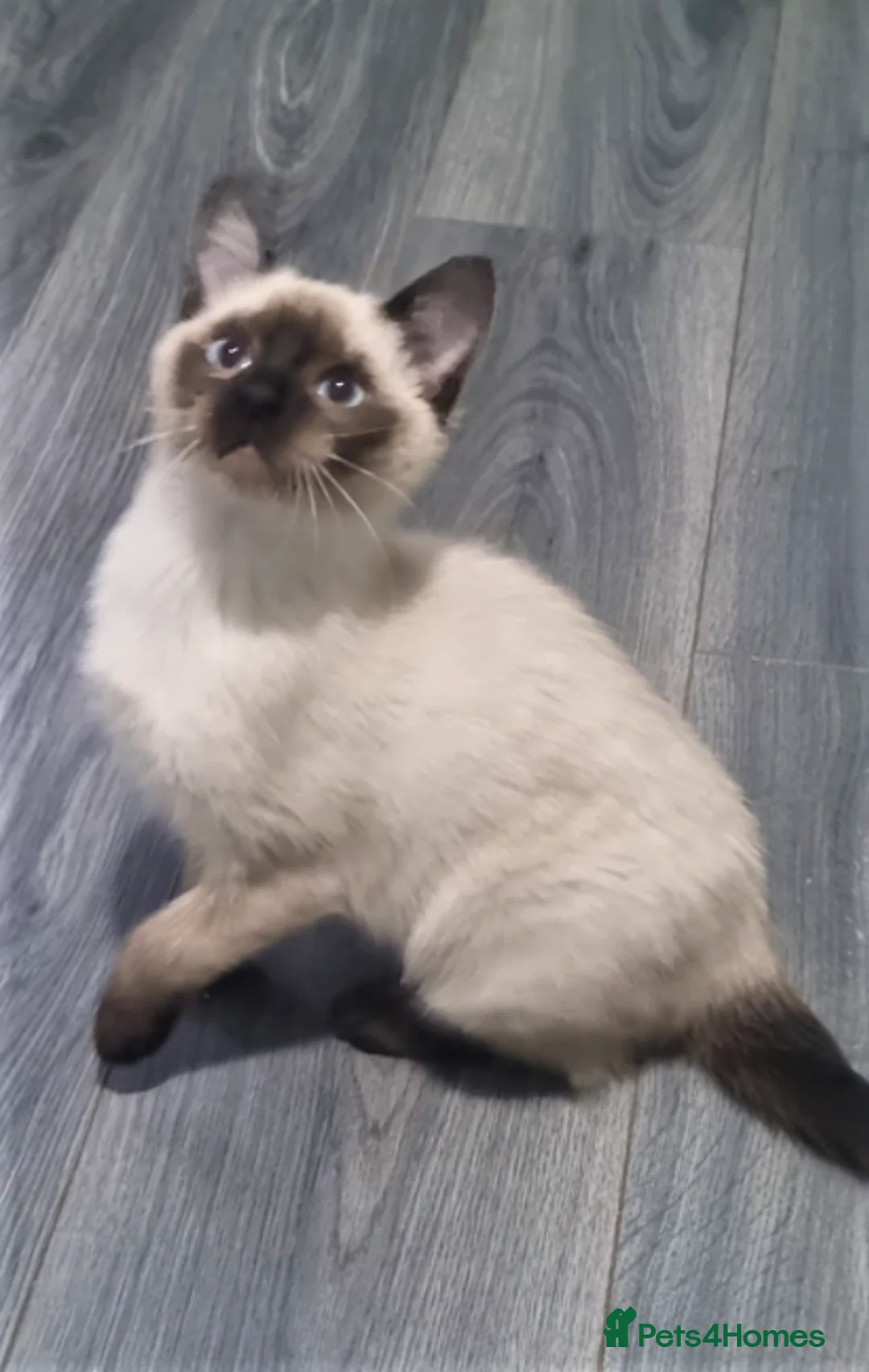 Siamese cats for sale: Applehead Siamese 1 Stunning Baby Avaialable  - Advert 1