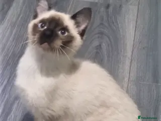 Siamese cats Applehead Siamese 1 Stunning Baby Avaialable - Advert 6