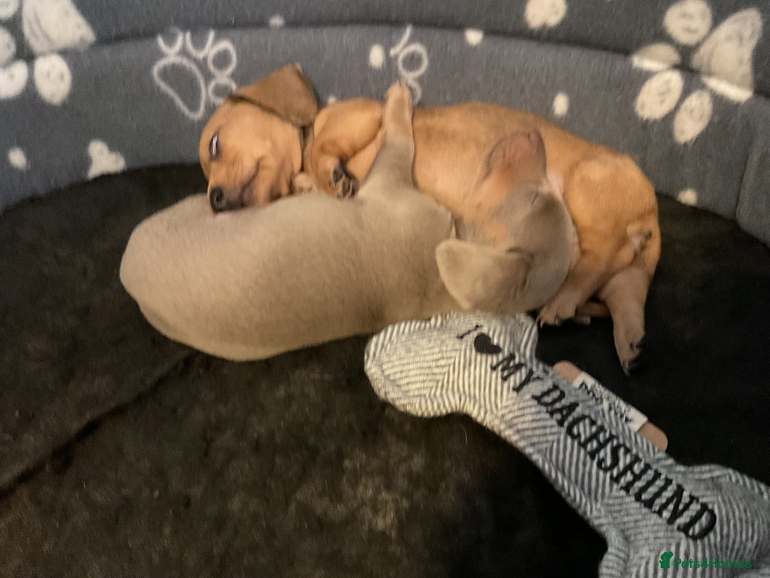 Miniature Dachshund dogs for sale: Beautiful miniature sausage dog puppies - Image 5