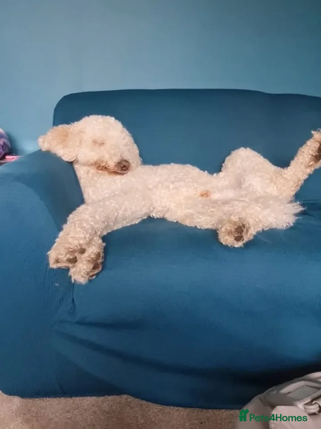 Labradoodle dogs for adoption: Fred  - Advert 6