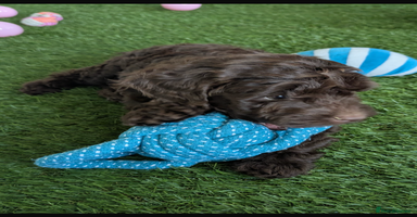 Cockapoo dogs - Advert 3