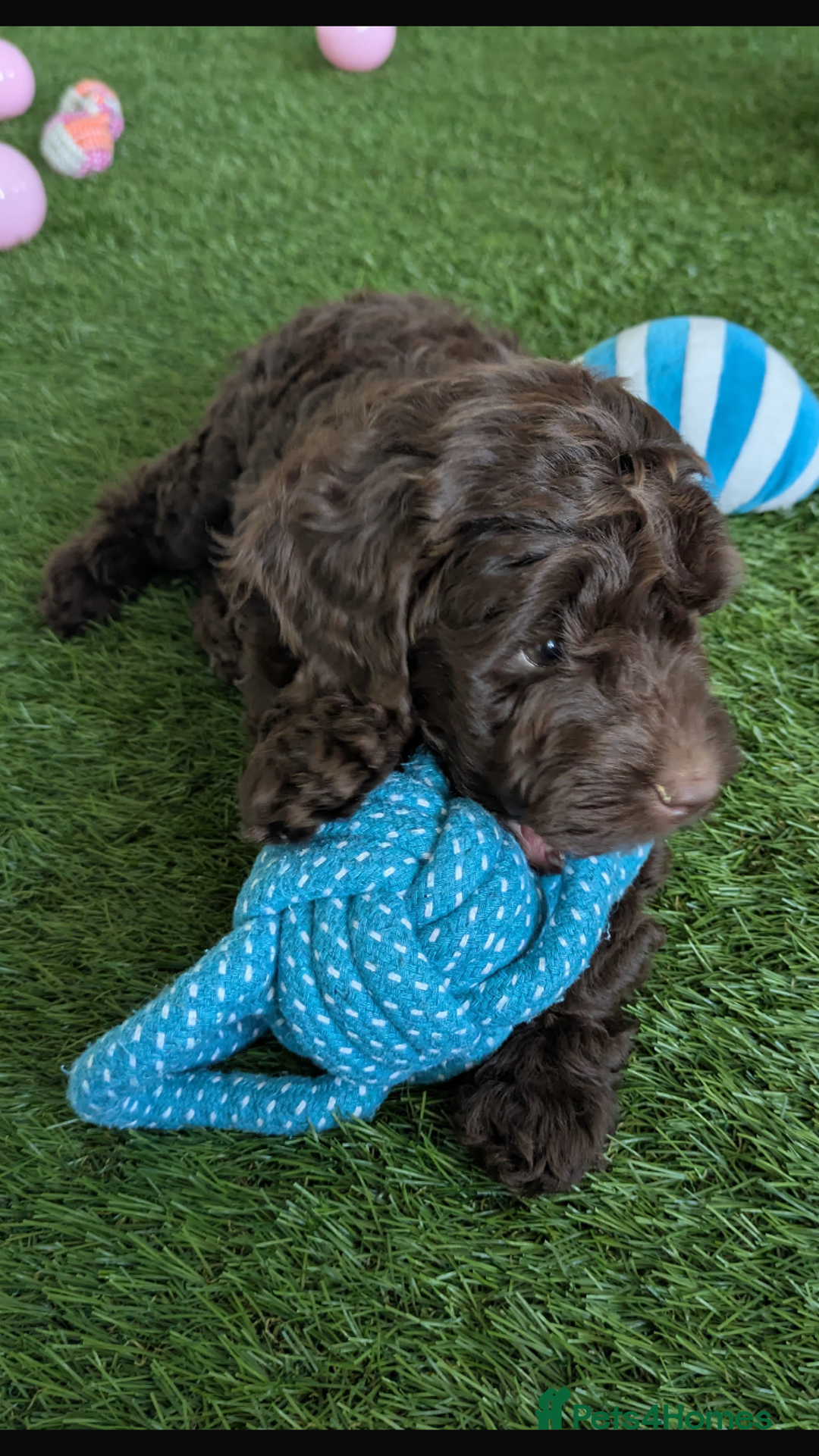 Cockapoo dogs for sale: Beautiful Health clear Cockapoos - Image 3