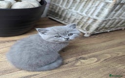 British Shorthair cats for sale: Both parents pedigreesTICA pedigree-dad5xchampion  - Image 17