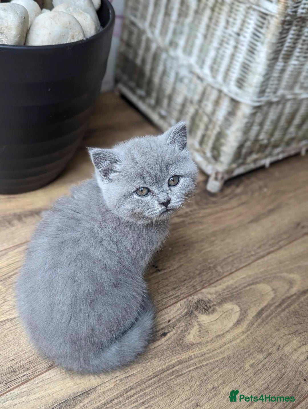 British Shorthair cats for sale: Both parents pedigreesTICA pedigree-dad5xchampion  - Image 17