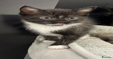 Ragdoll cats - Advert 10