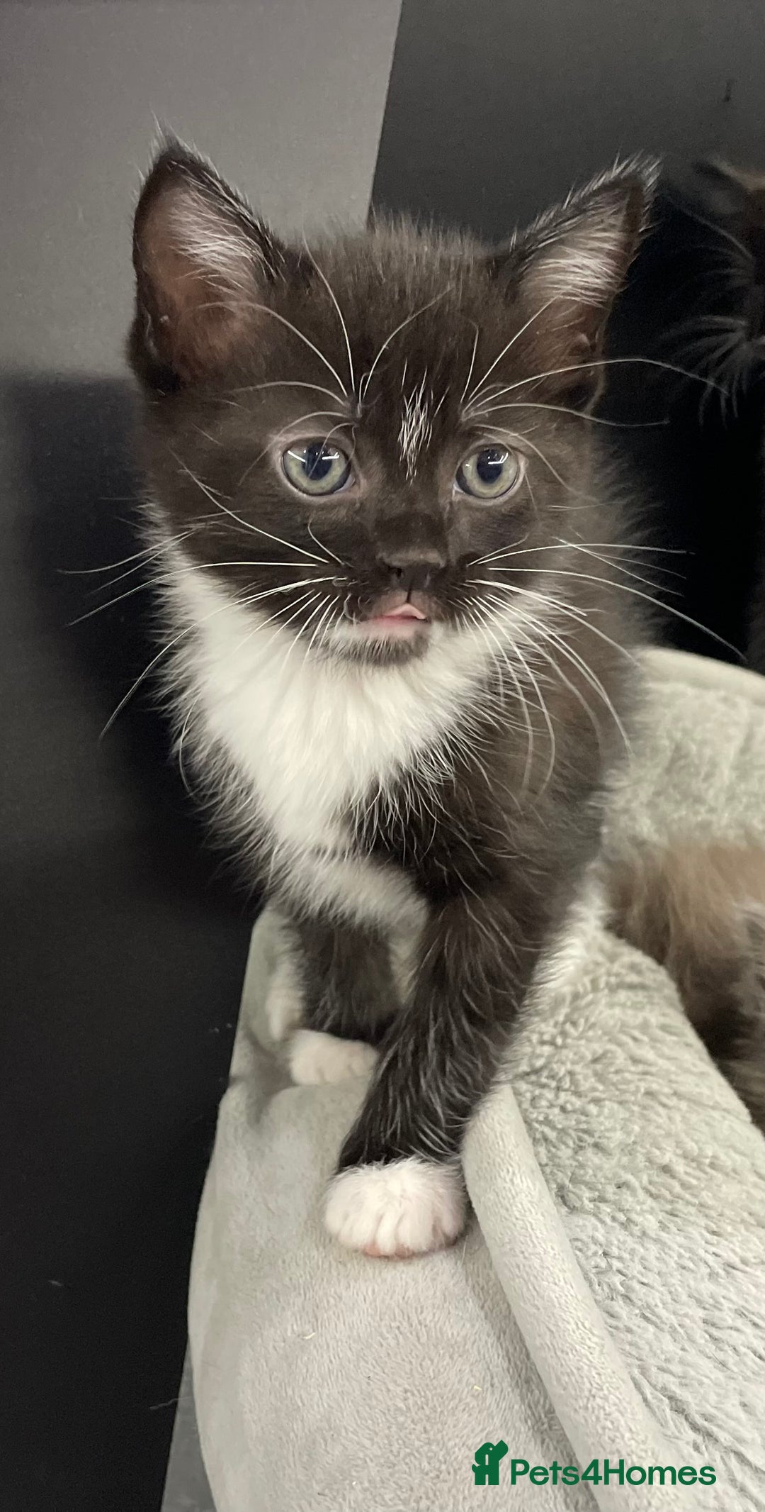 Ragdoll cats for sale: Lovely, healthy, playful, ragdoll cross kittens - Image 3