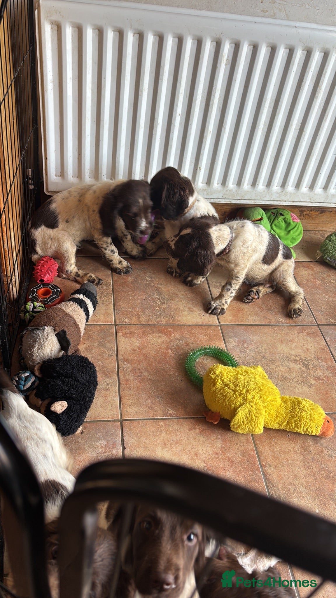 Sprocker dogs Beautiful litter of sprocker pups - Advert 2