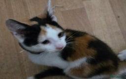 Mixed Breed cats for sale: 3 beautiful kittens - Image 15