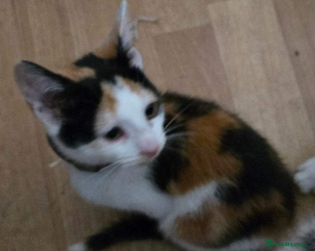 Mixed Breed cats for sale: 3 beautiful kittens - Image 15
