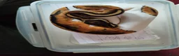 Python Snake reptiles for sale: Cb royal pythons  - Advert 20