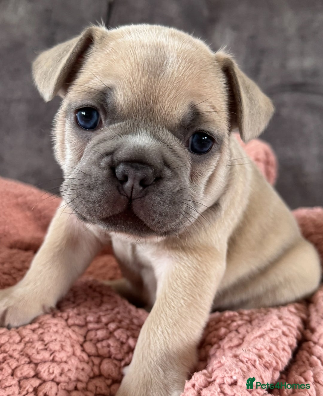 French Bulldog dogs for sale: LILAC Frawn 1girl pup left(I own both mom and dad) - Image 28