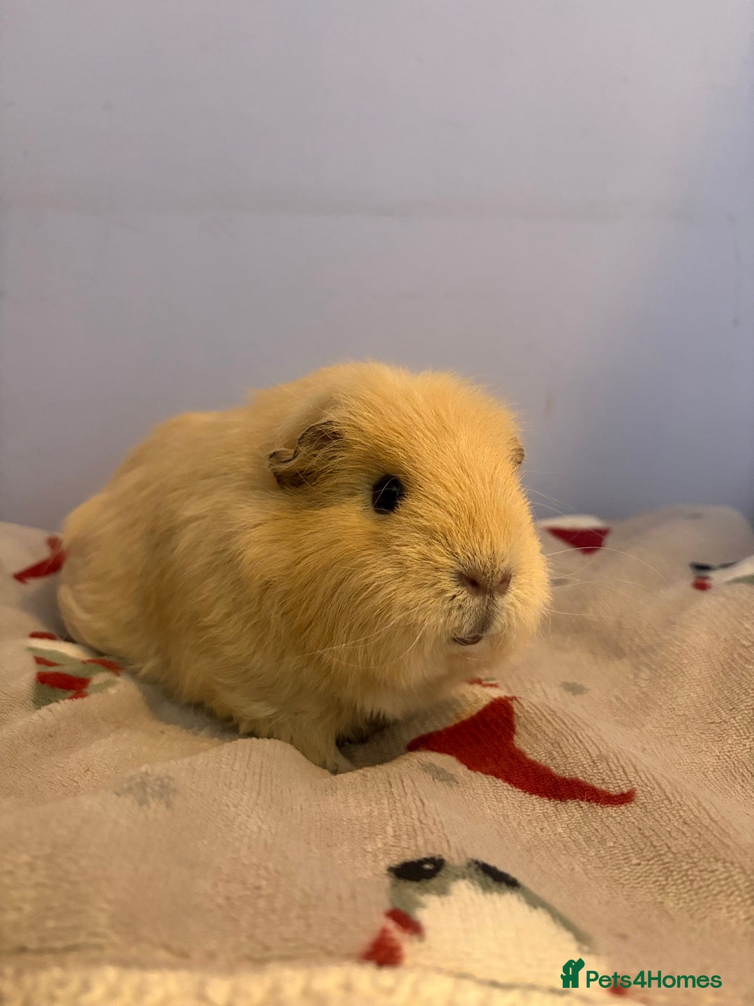 Guinea Pig rodents for sale: Stunning mother & baby guniea pigs - Advert 4