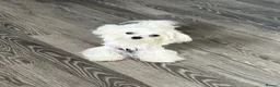 Maltipoo dogs for sale: Exceptional Micro Asian Maltipoo’s, 3 girls  in Staines - Advert 2