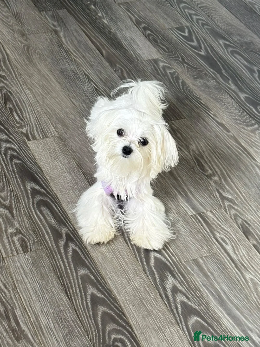 Maltipoo dogs for sale: Exceptional Micro Asian Maltipoo’s, 3 girls  in Staines - Advert 2