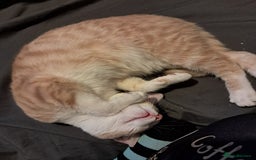 British Shorthair cats for sale: Two female cats - Image 10