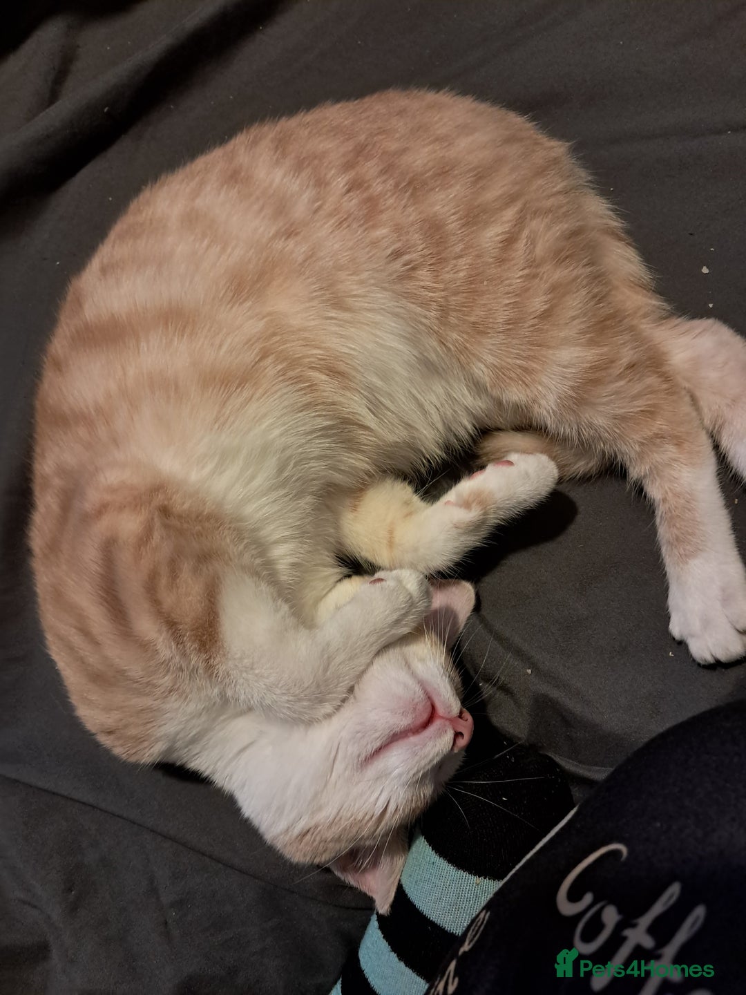 British Shorthair cats for sale: Two female cats - Image 10