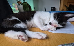Mixed Breed cats for sale: Fluffy kittens - Image 4