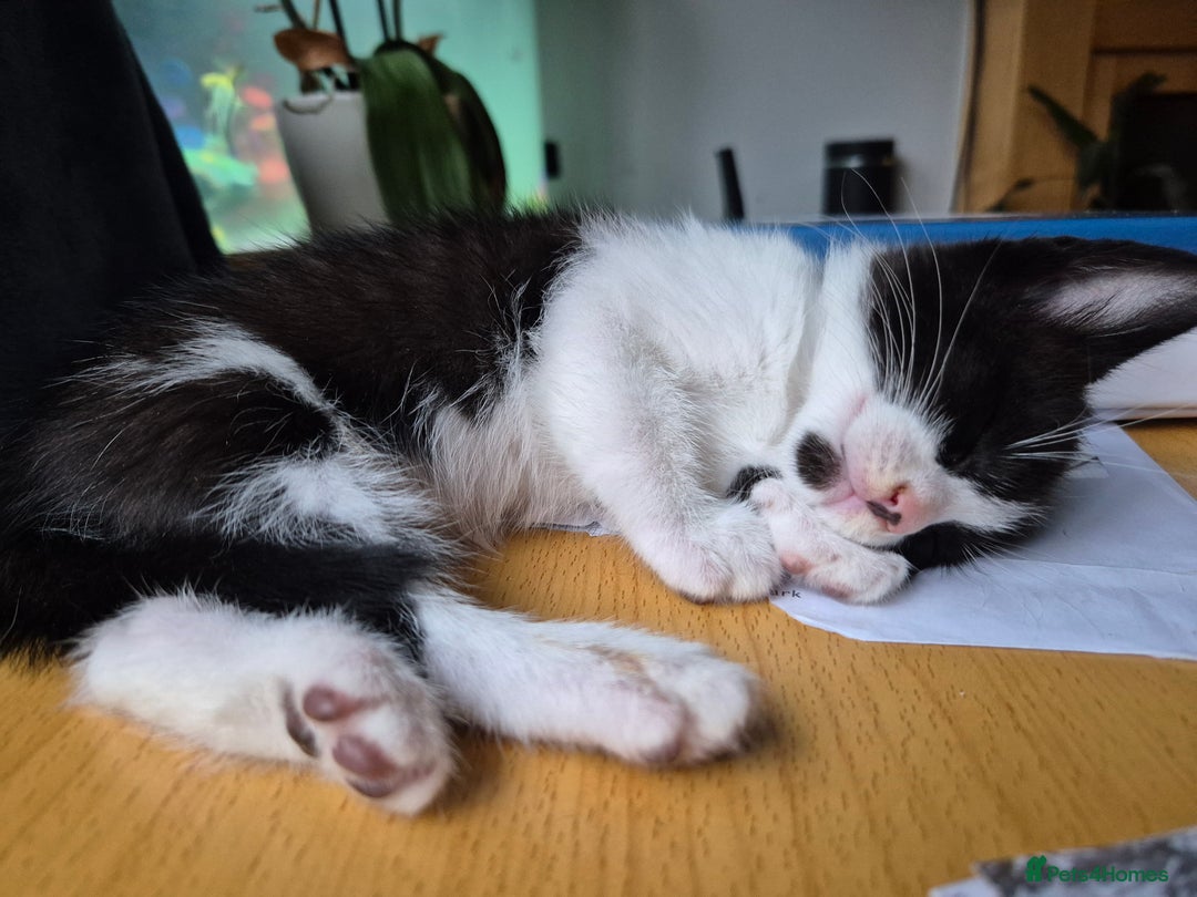 Mixed Breed cats for sale: Fluffy kittens - Image 4