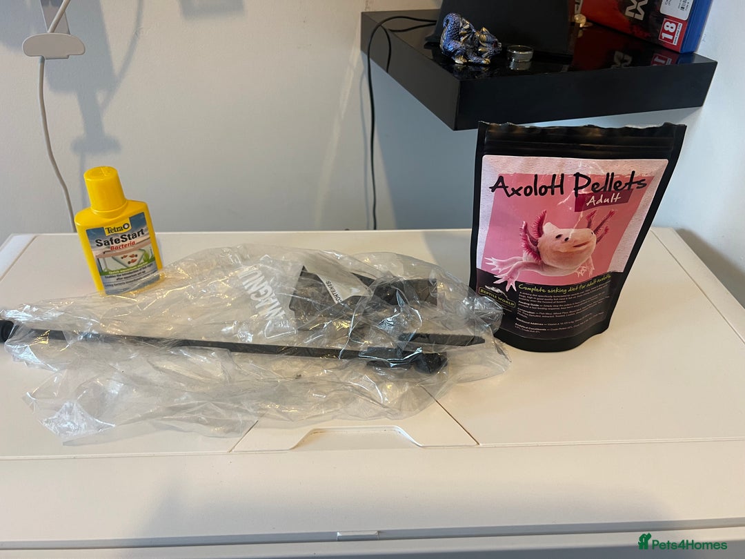 Axolotl reptiles for sale: Full Axolotl set up( Axolotl included ) - Image 2