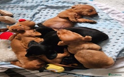 Miniature Dachshund dogs for sale: Miniture daschund puppies  - Image 5