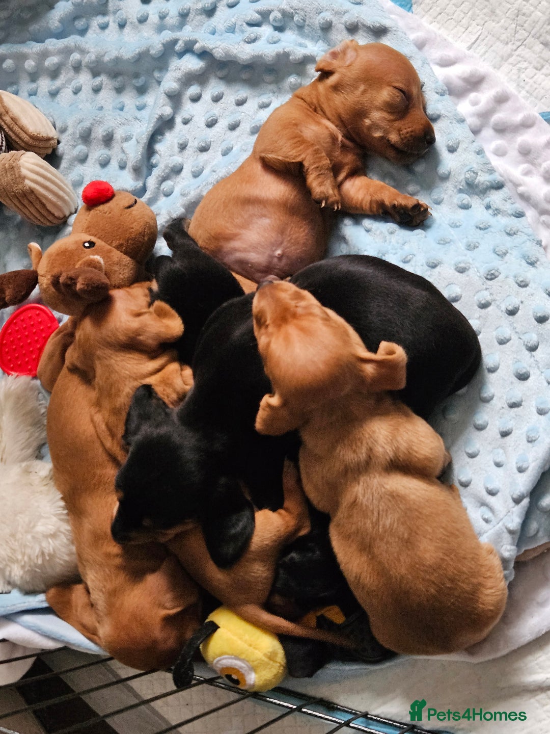 Miniature Dachshund dogs for sale: Miniture daschund puppies  - Image 5