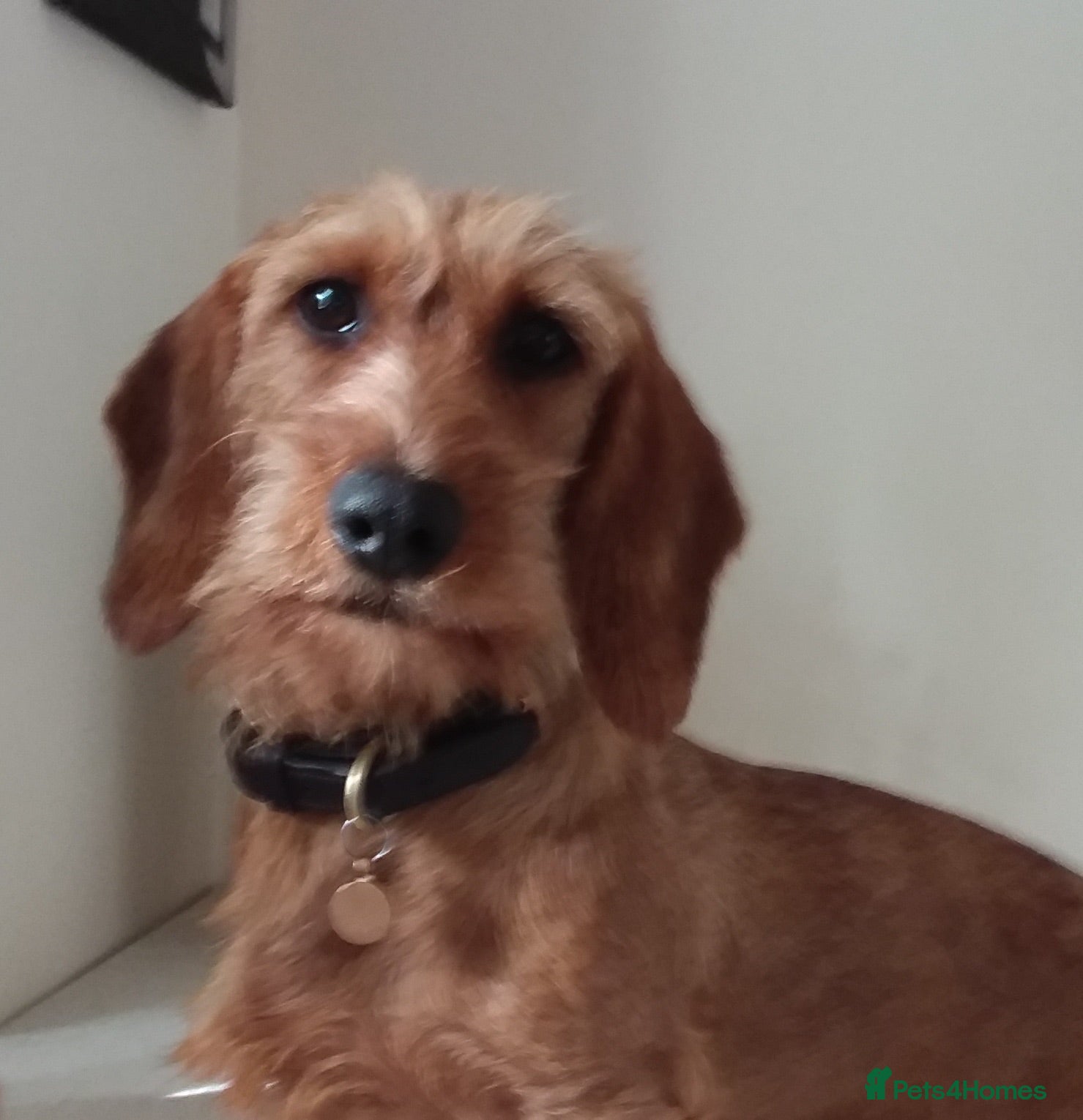 Dachshund dogs Wirehaired Dachshund Puppies (STD) - Advert 1