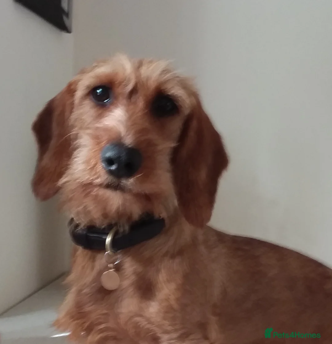 Dachshund dogs for sale: Wirehaired Dachshund Puppies (STD) - Advert 2