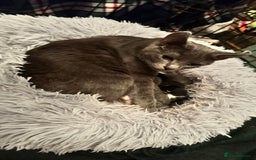 British Shorthair cats for sale: Grey ghost tabby kitten - Image 3