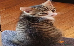 British Shorthair cats for sale: 4 beautiful kittens  - Image 13