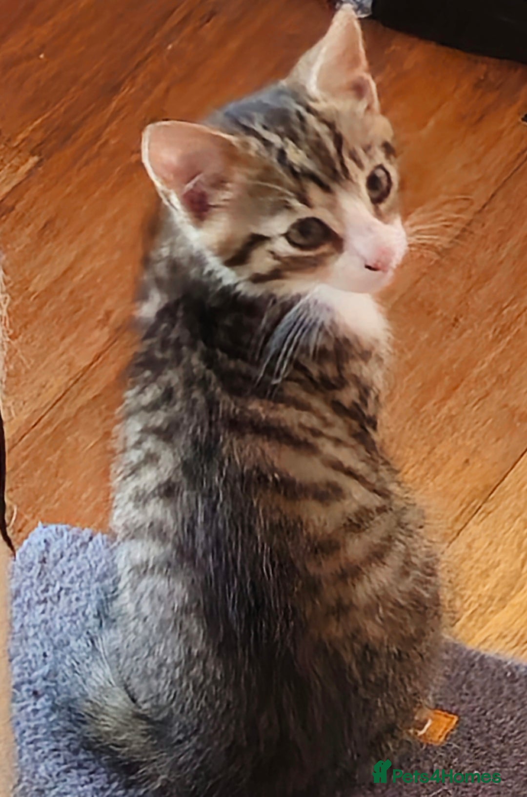 British Shorthair cats for sale: 4 beautiful kittens  - Image 13