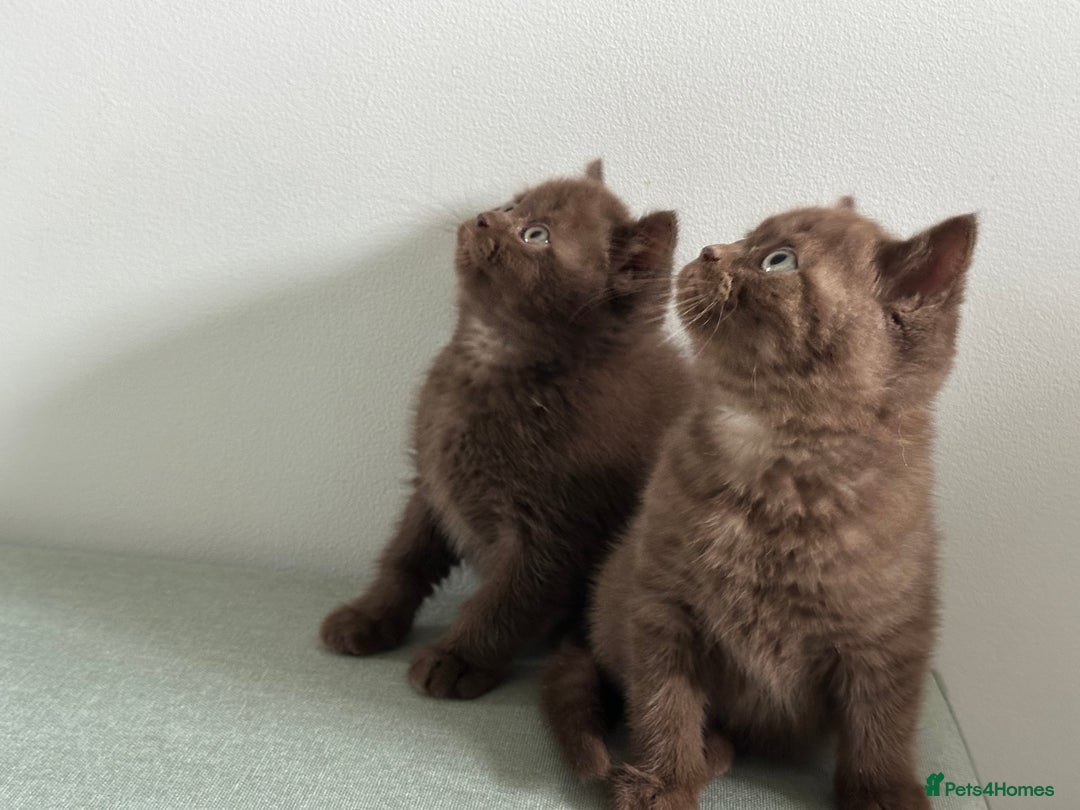 British Shorthair cats for sale: 🌈Beautiful Full Pedigree British Shorthairs 🌈🐱 - Image 33