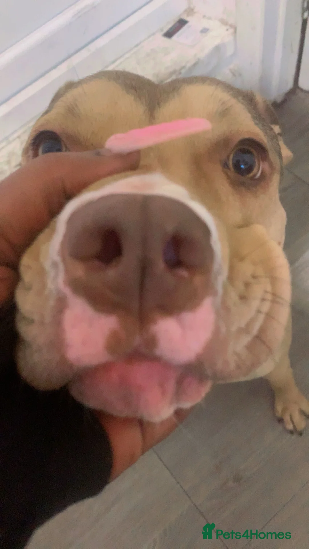 American Bull Staffy dogs for sale: Milly looking for forever home !  - Advert 2
