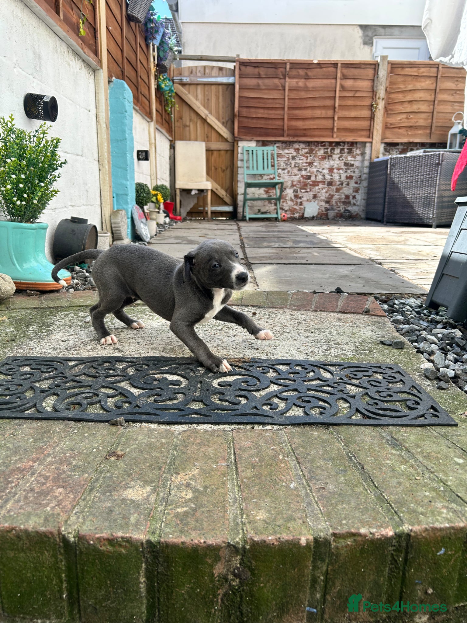 Mixed Breed dogs Italian greyhound x whippet pups - Advert 6
