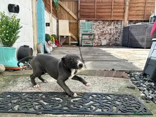 Mixed Breed dogs Italian greyhound x whippet pups - Advert 6